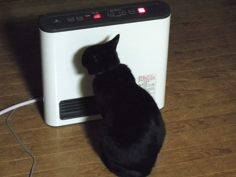 ネコはこたつで丸くならない。